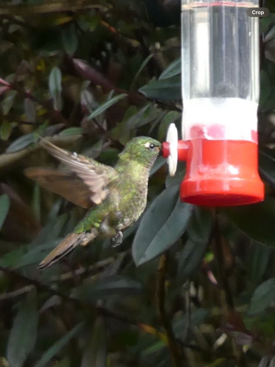 kolibřík dřišťálový - ML611740595