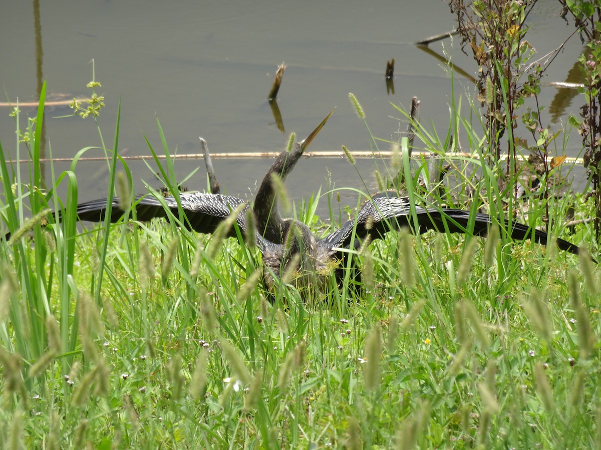 Amerika-Schlangenhalsvogel - ML611740597