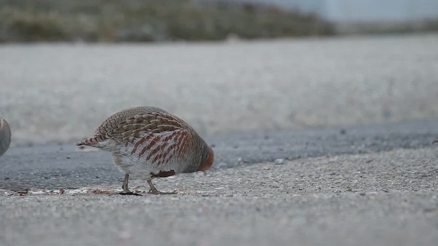 Gray Partridge - ML611740673