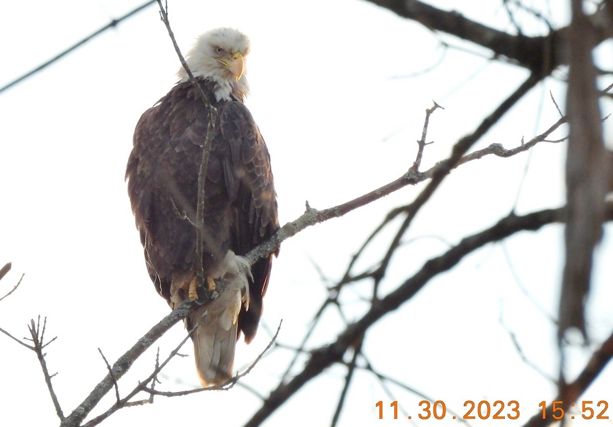 Bald Eagle - Dorin U