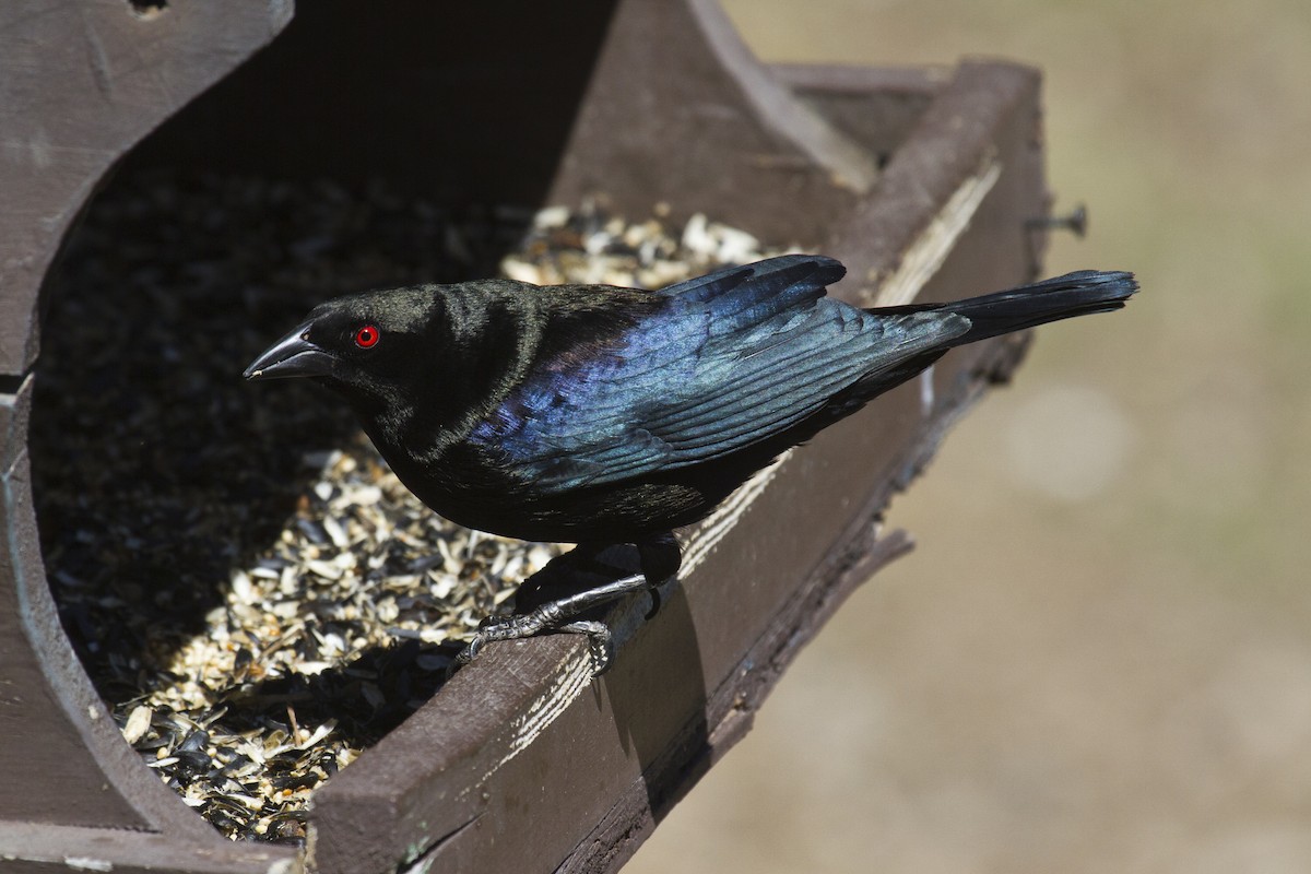 Bronzed Cowbird - ML61174081
