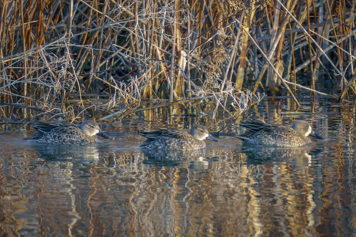 Sarcelle à ailes bleues - ML611740818