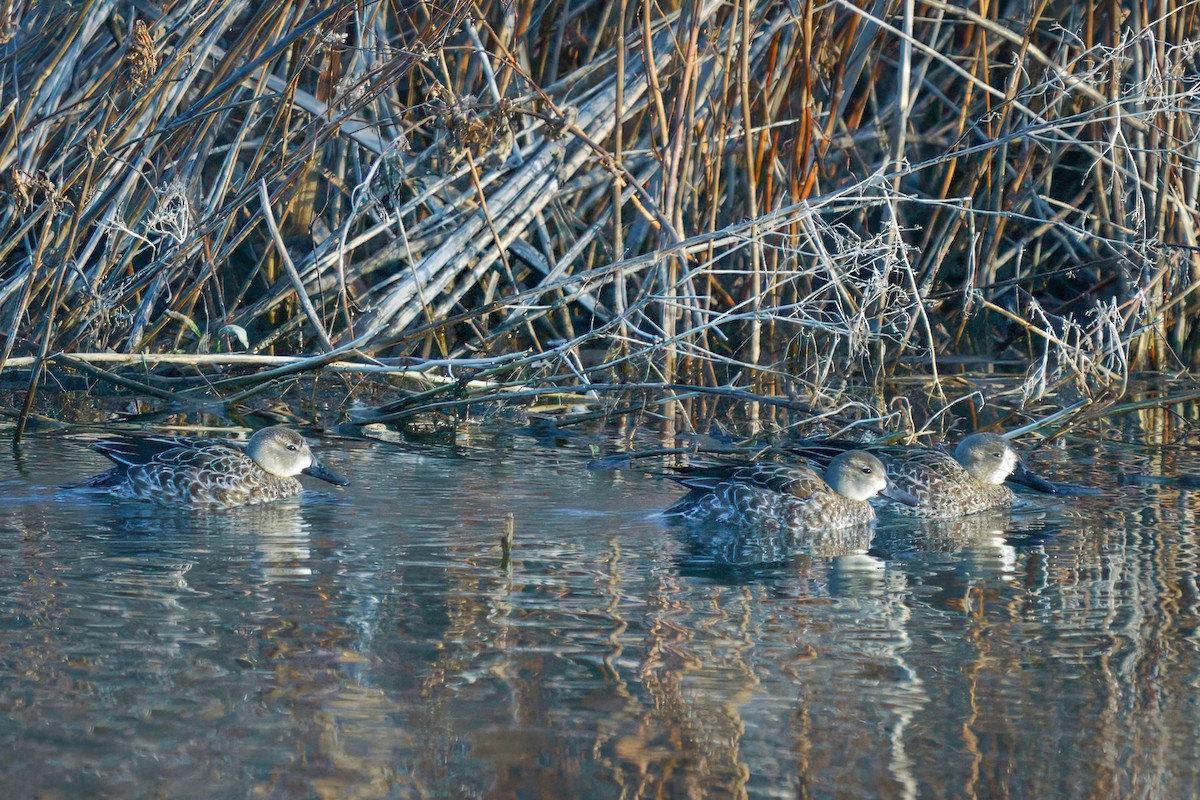 Blue-winged Teal - ML611740822