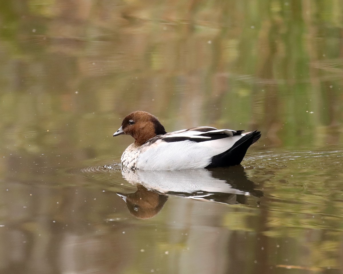 Maned Duck - ML611740833