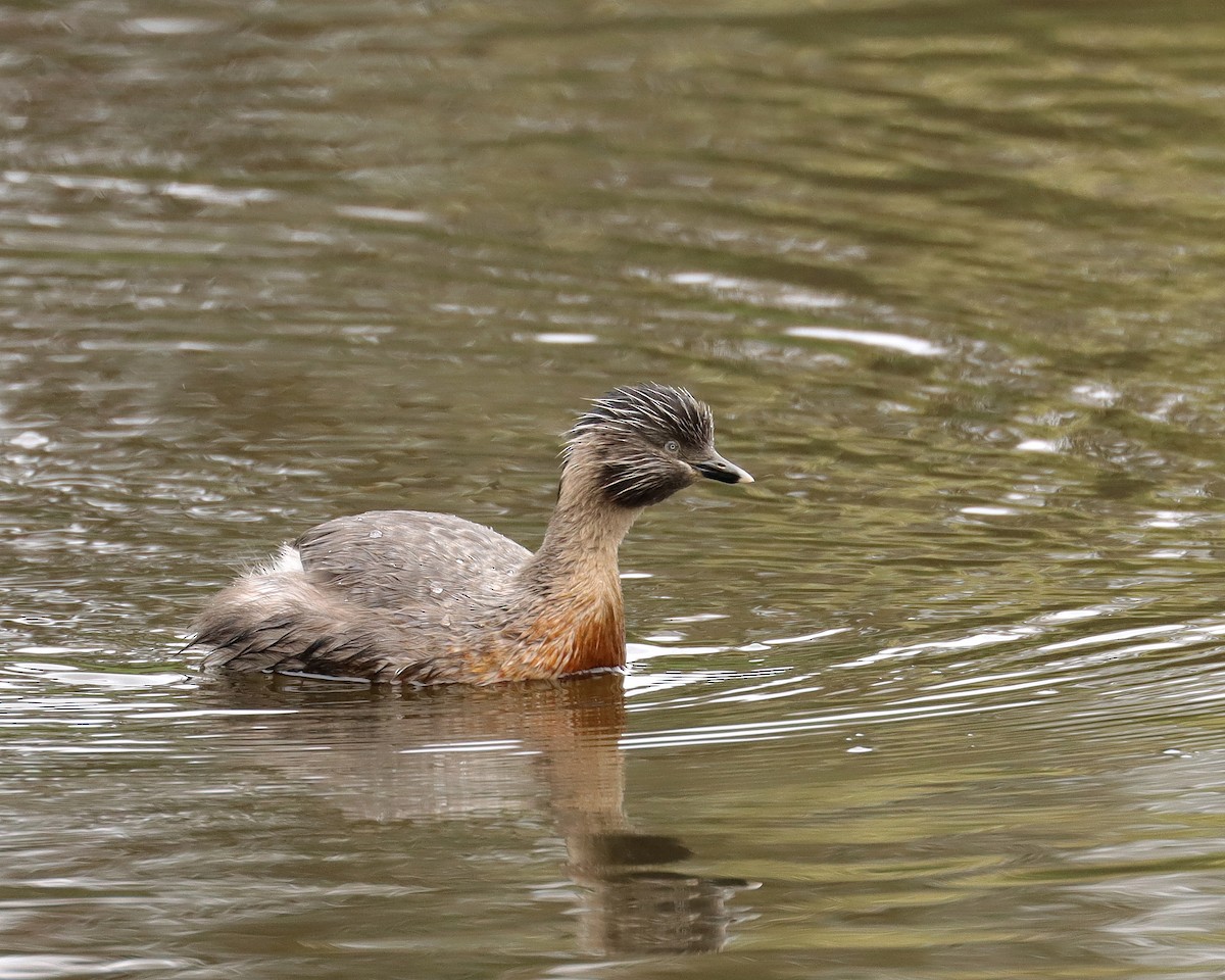 Hoary-headed Grebe - ML611740838