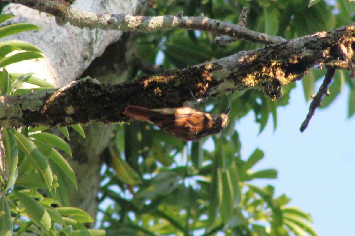 Elegant Woodcreeper - Brooke Ross