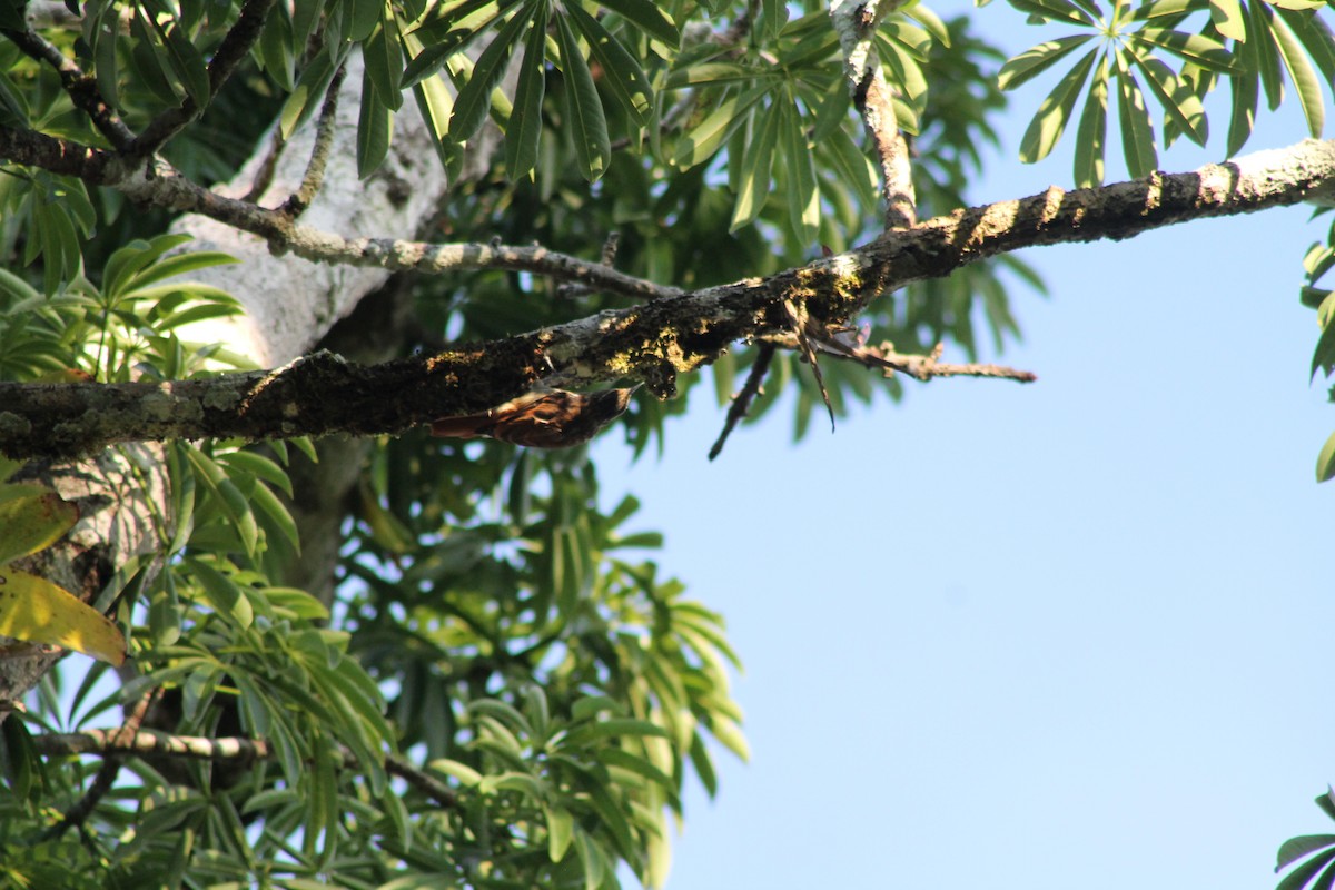 Elegant Woodcreeper - Brooke Ross