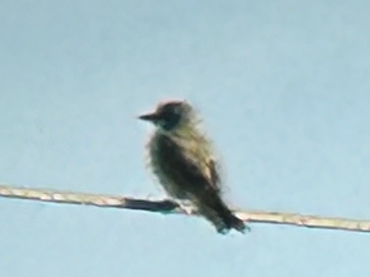 Tropical Kingbird - Thomas Ledford