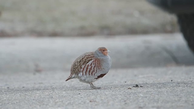 Gray Partridge - ML611740895