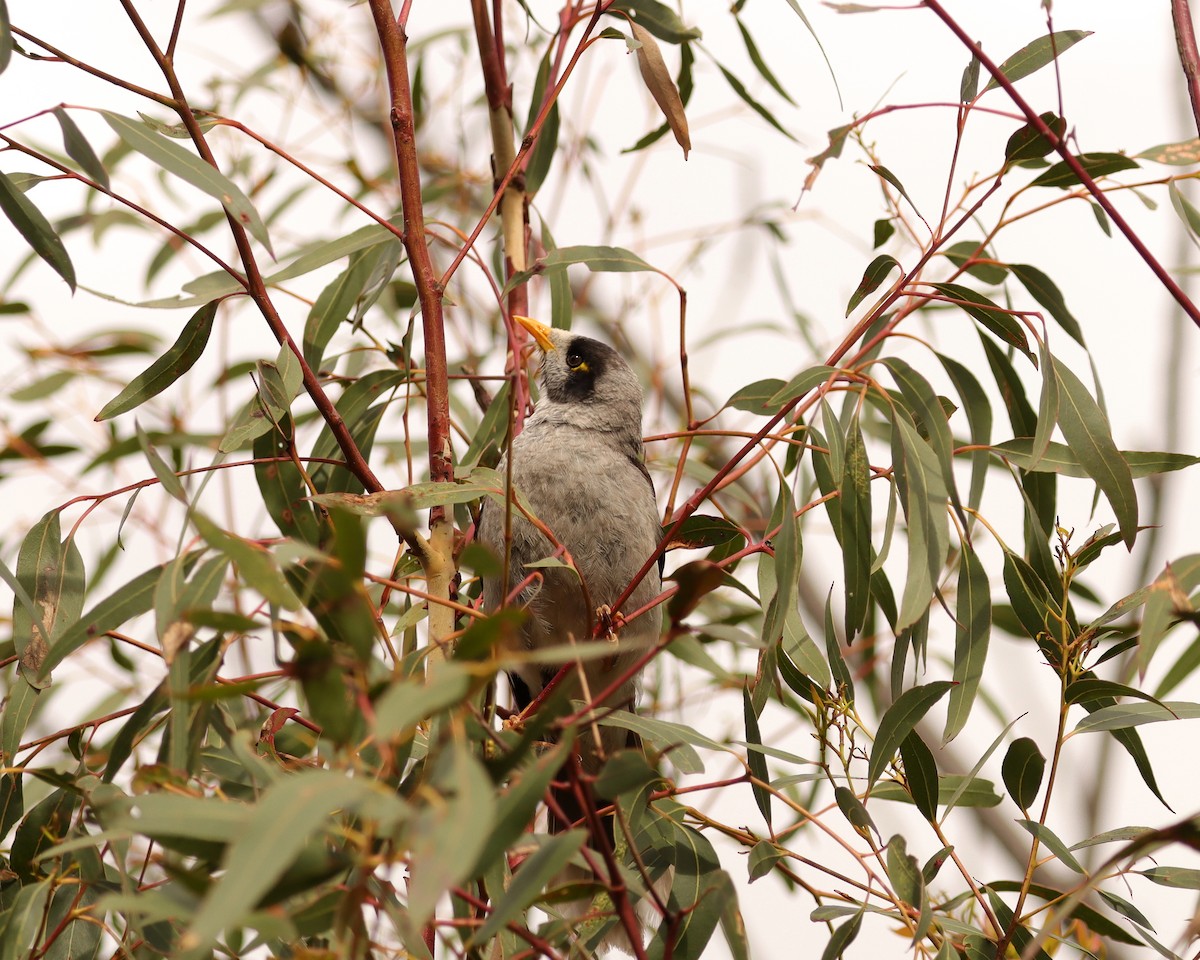 Noisy Miner - ML611740923