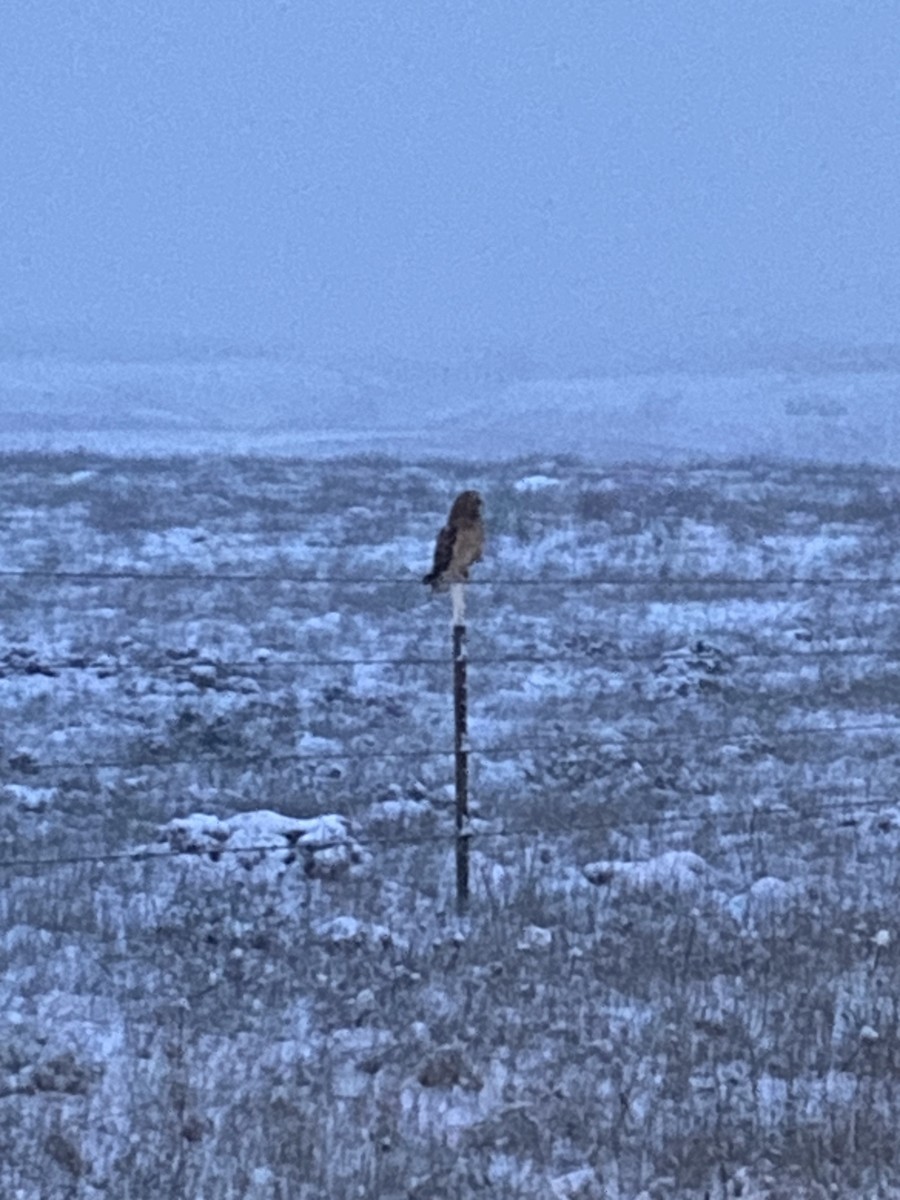 Short-eared Owl - ML611740946