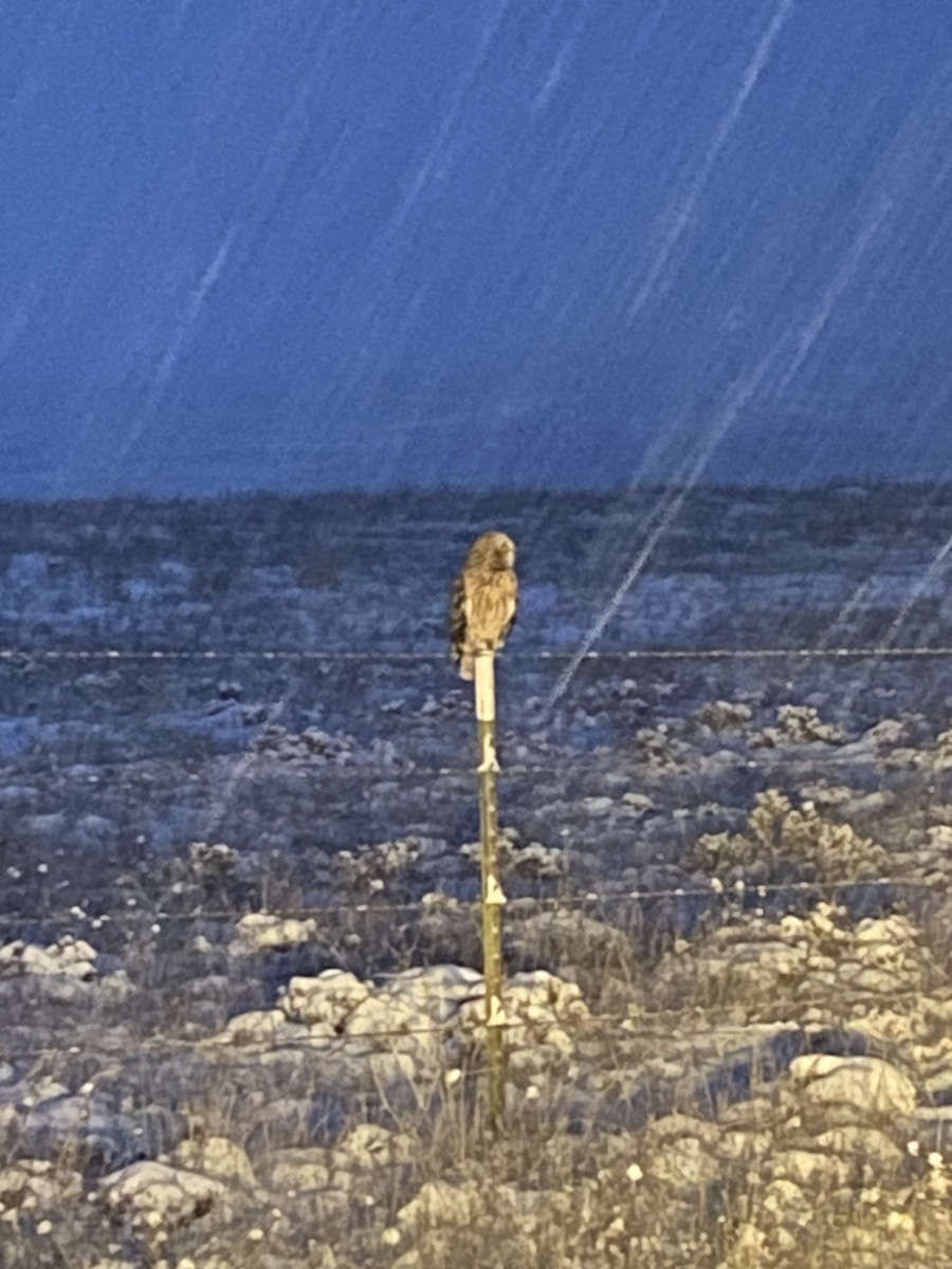 Short-eared Owl - ML611740947