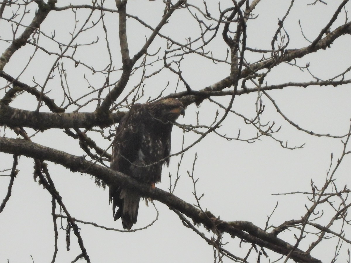 Bald Eagle - ML611741039