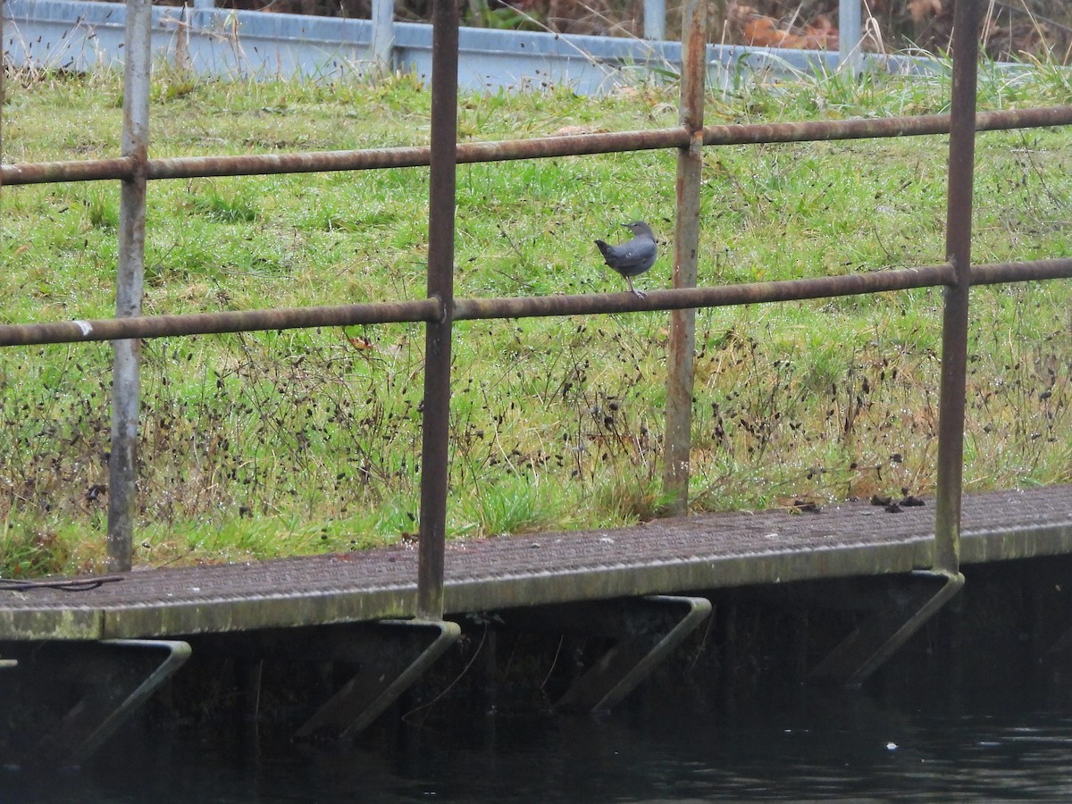 American Dipper - ML611741044