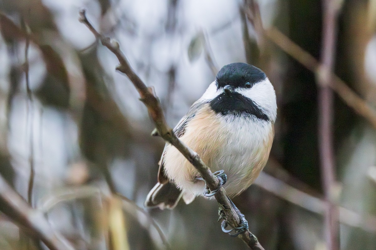 Black-capped Chickadee - ML611741065