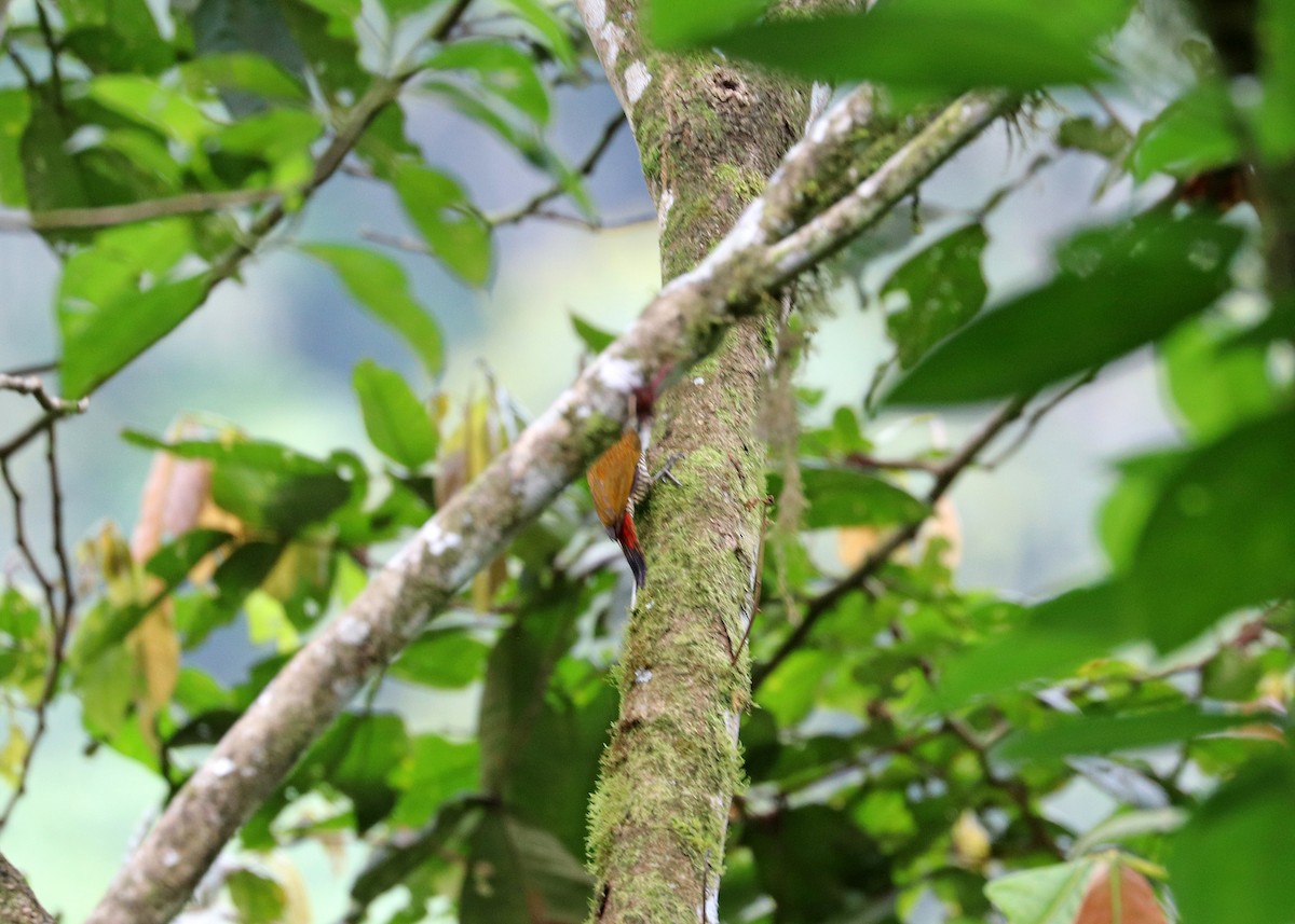 Red-rumped Woodpecker - ML611741078