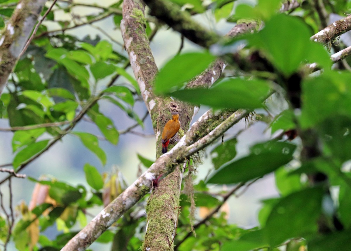 Red-rumped Woodpecker - ML611741079