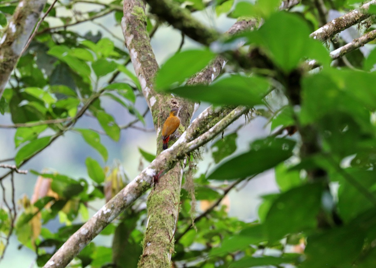 Red-rumped Woodpecker - ML611741080