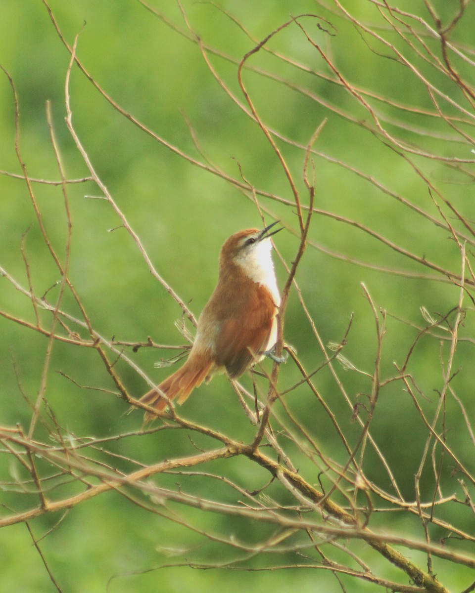 Yellow-chinned Spinetail - ML611741089
