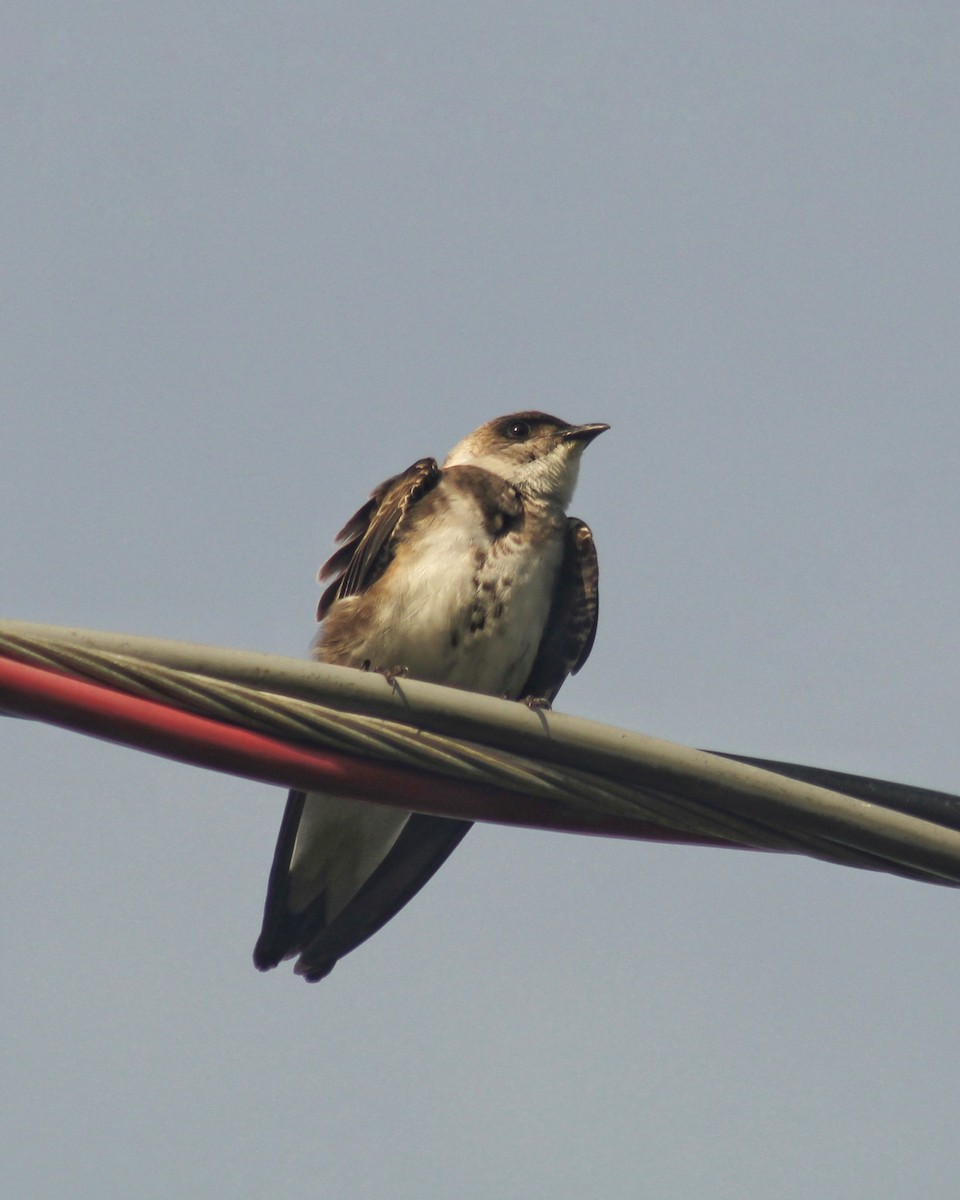 Brown-chested Martin - ML611741102