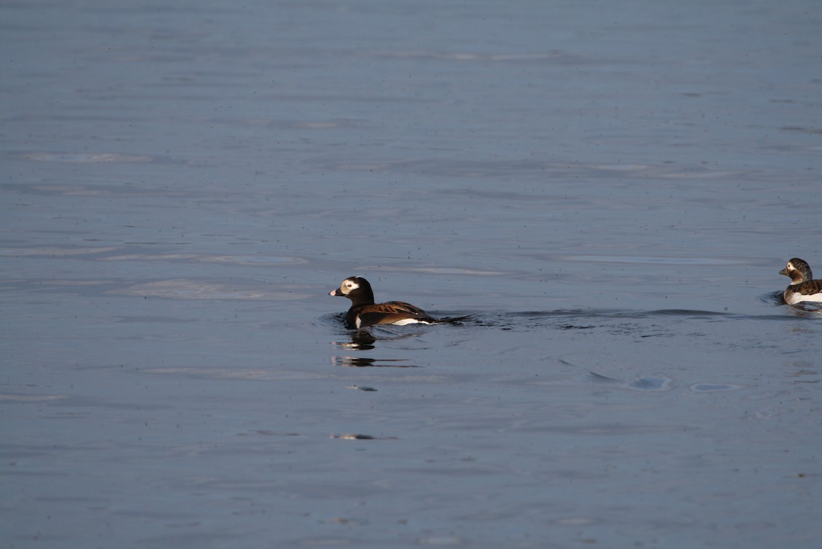 Long-tailed Duck - ML611741142