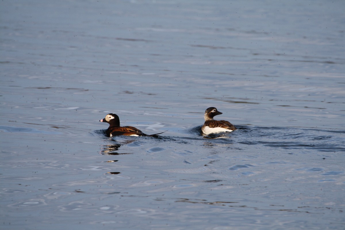 Long-tailed Duck - ML611741144