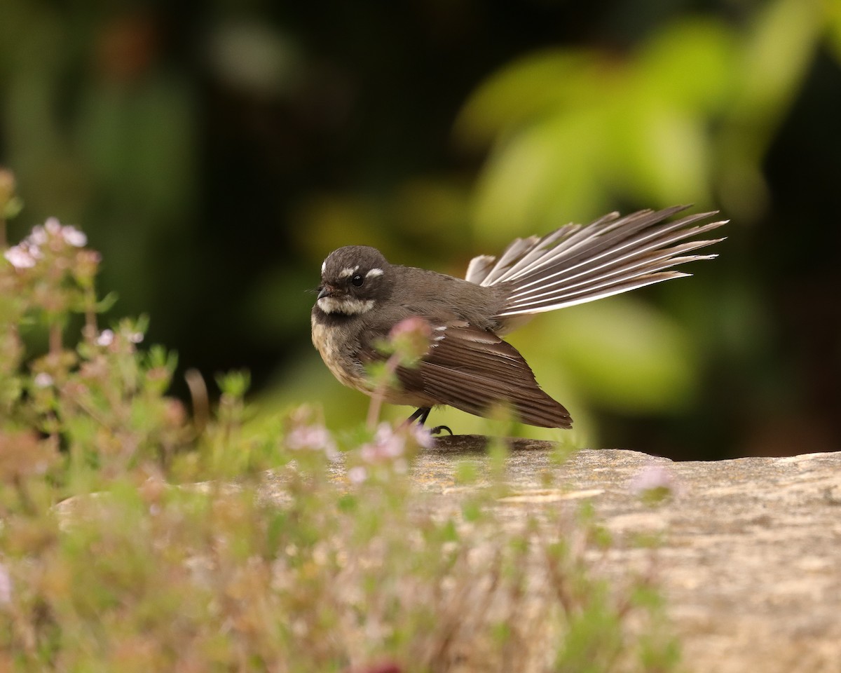 Gray Fantail (albiscapa) - ML611741156