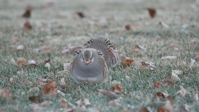 Gray Partridge - ML611741158