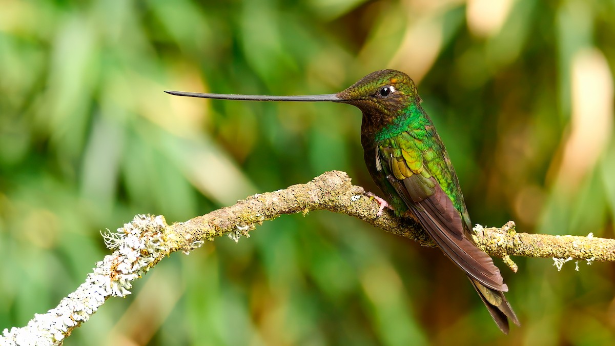 Sword-billed Hummingbird - Mike Melton