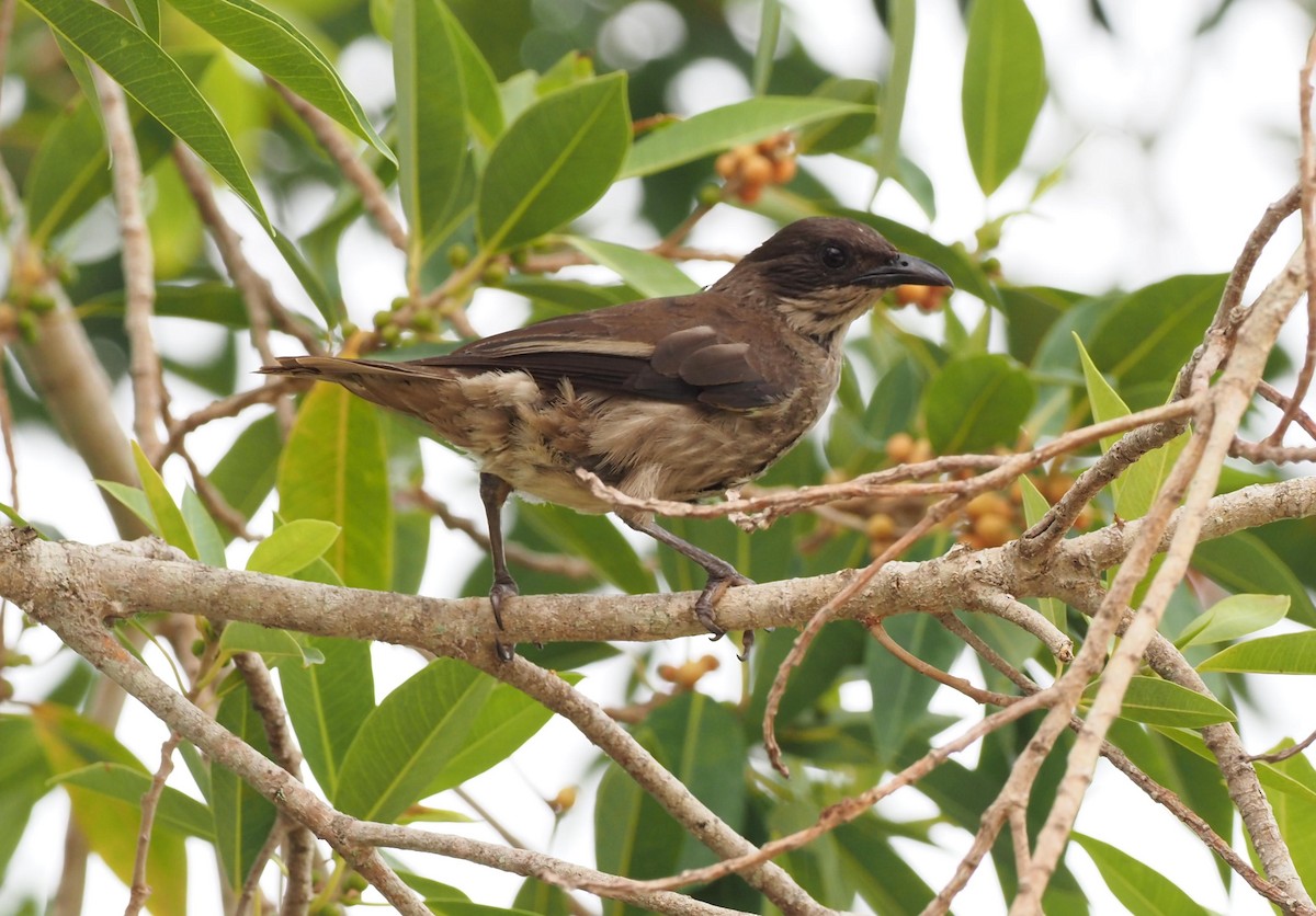 Polynesian Starling - Rosario Douglas