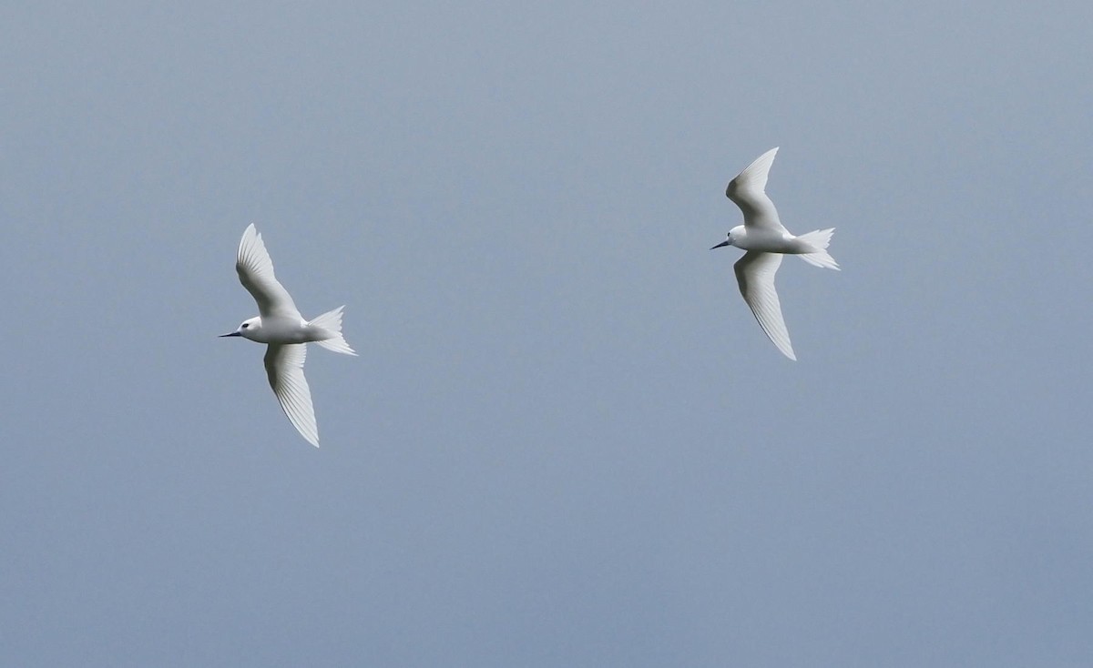 White Tern - Rosario Douglas