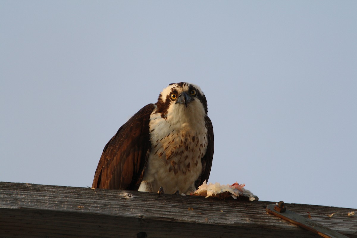 Osprey - ML611741382