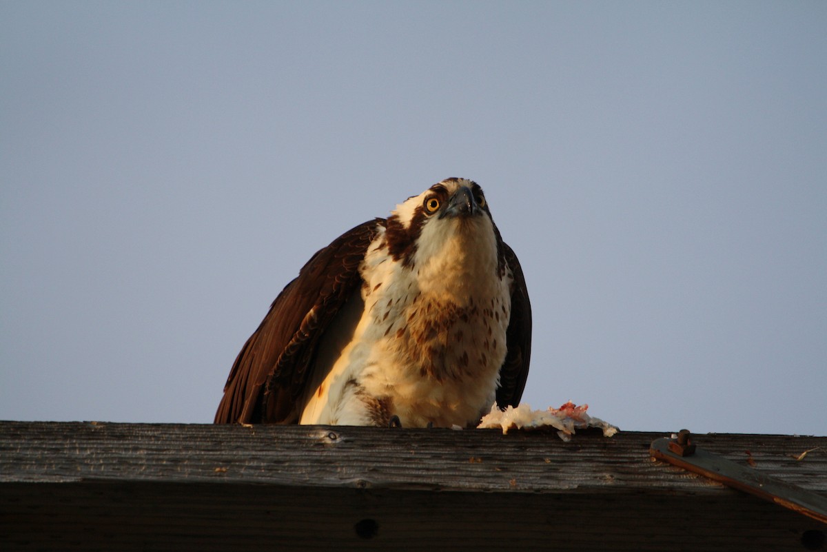 Osprey - ML611741383