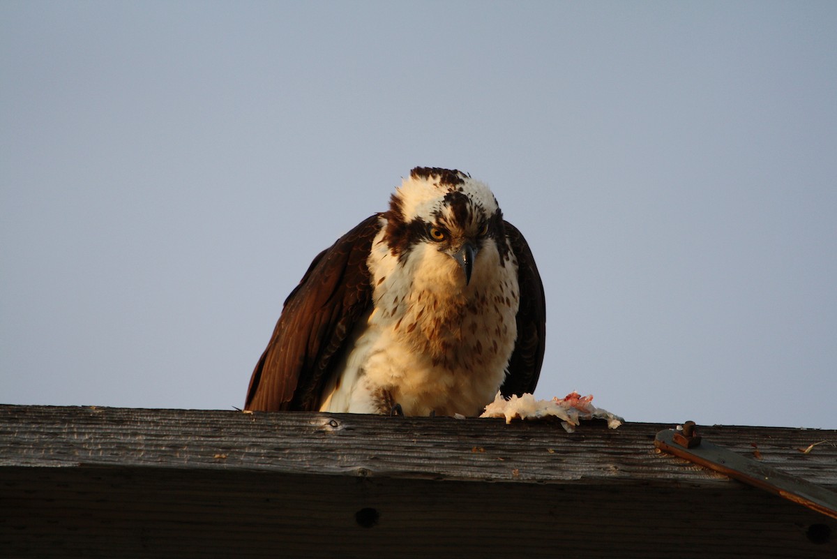 Osprey - ML611741384