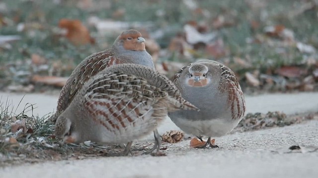 Gray Partridge - ML611741431