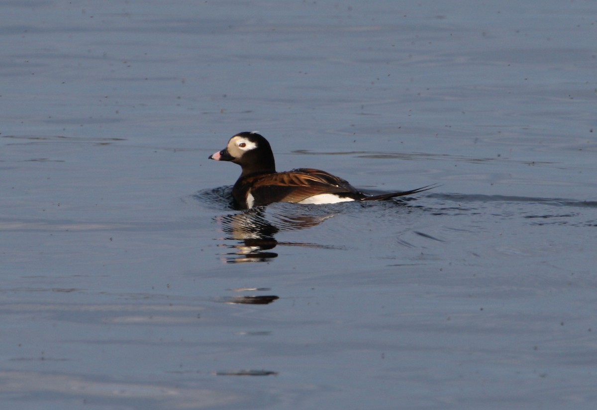 Long-tailed Duck - ML611741456