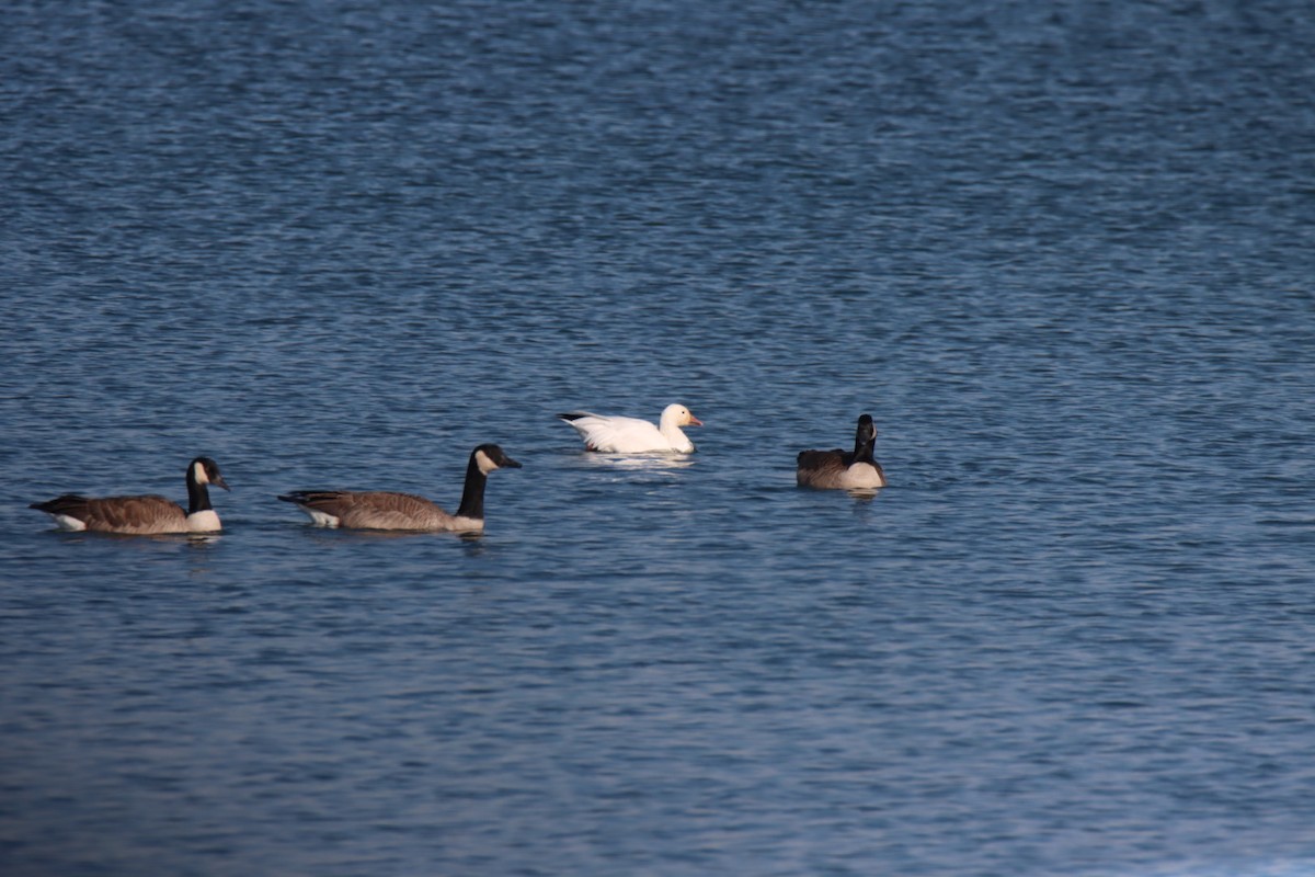 Snow Goose - ML611741567