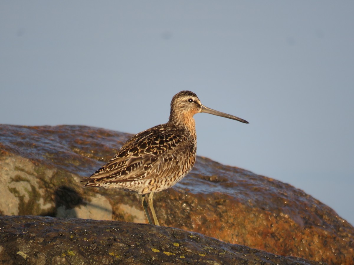 Short-billed Dowitcher - Germain Savard