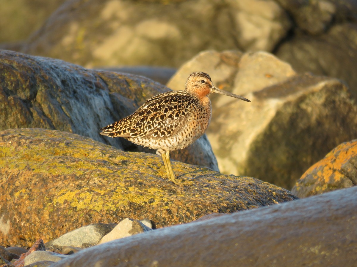 Short-billed Dowitcher - Germain Savard