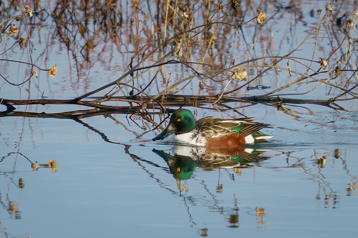 Canard souchet - ML611741613