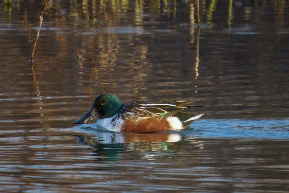 Northern Shoveler - ML611741618