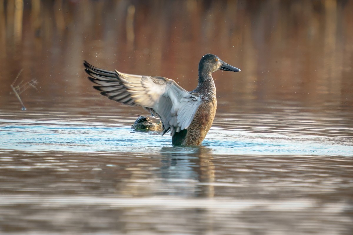 Northern Shoveler - ML611741621