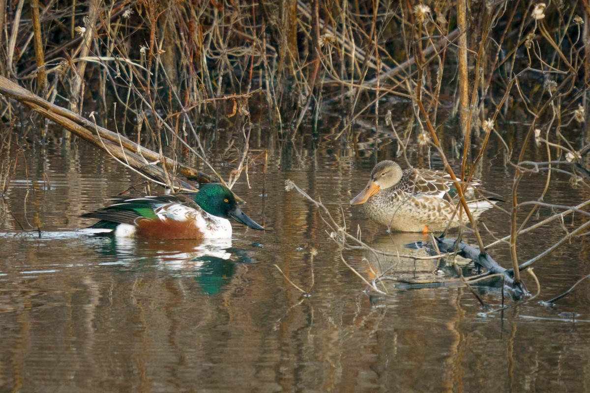 Canard souchet - ML611741660