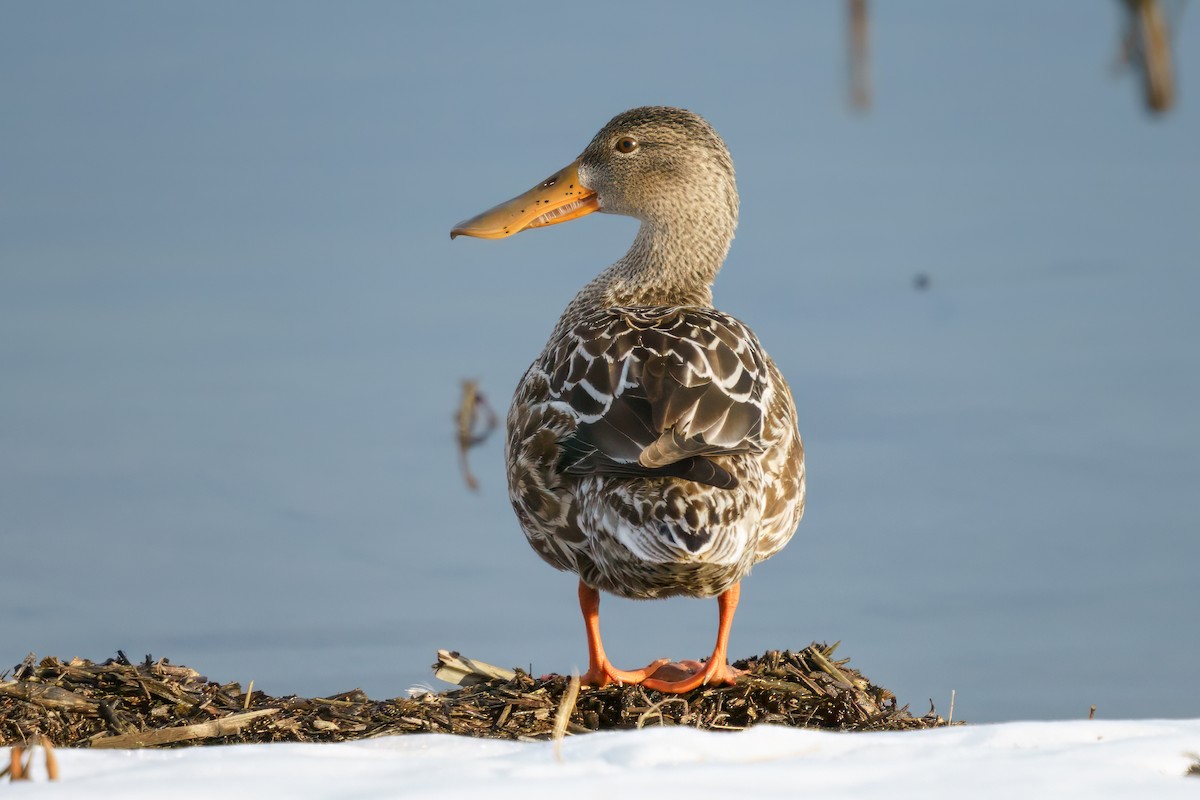 Northern Shoveler - Rick Wilhoit