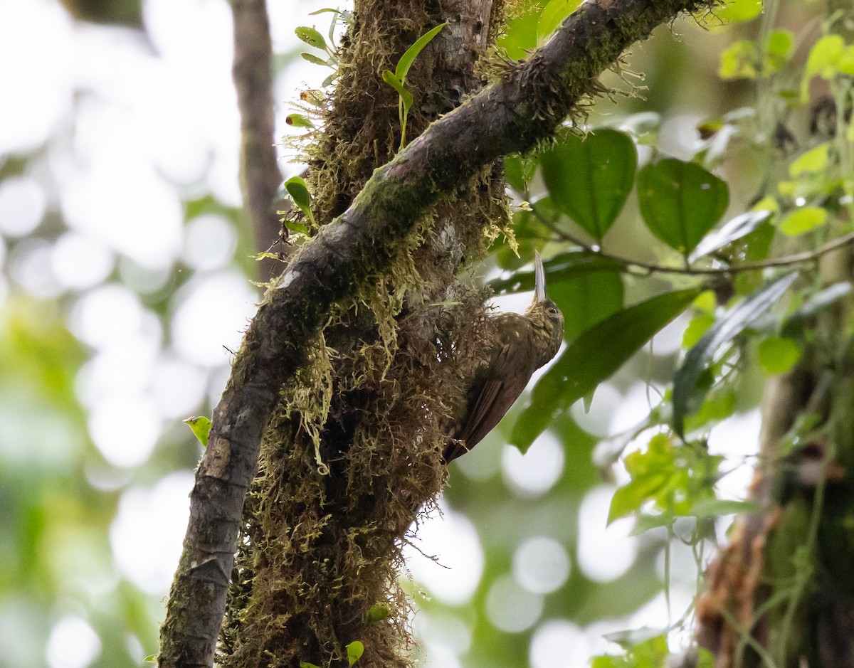 Spotted Woodcreeper (Berlepsch's) - ML611741674