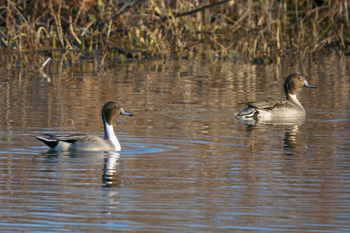 Northern Pintail - ML611741678