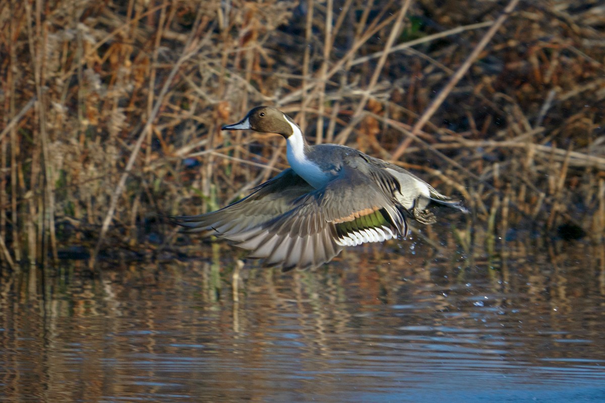 Northern Pintail - ML611741680