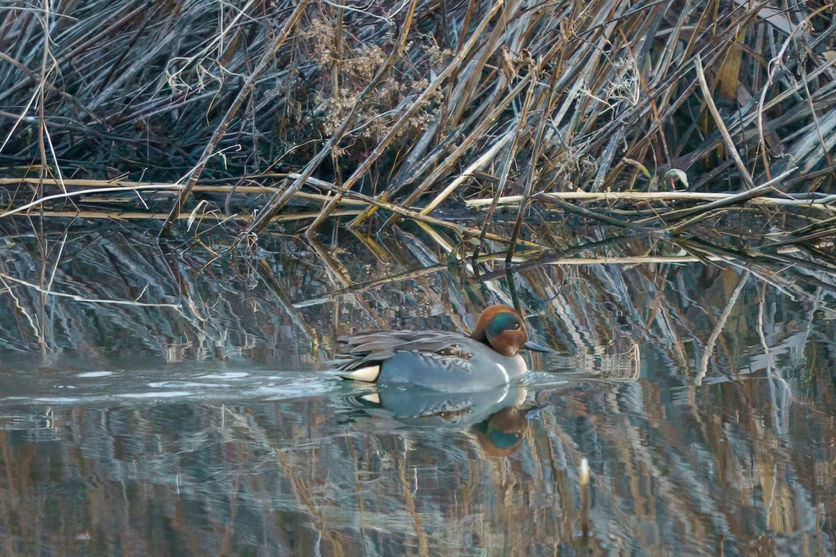 Green-winged Teal - Rick Wilhoit