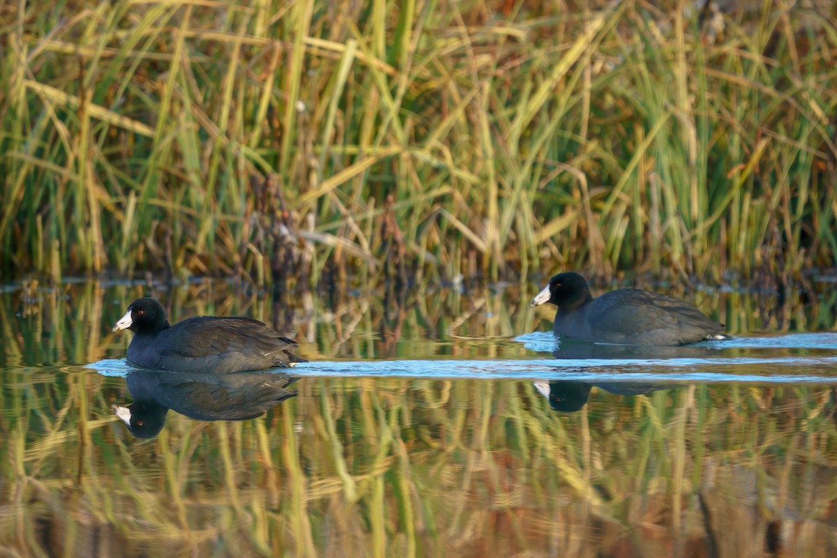 American Coot - ML611741695