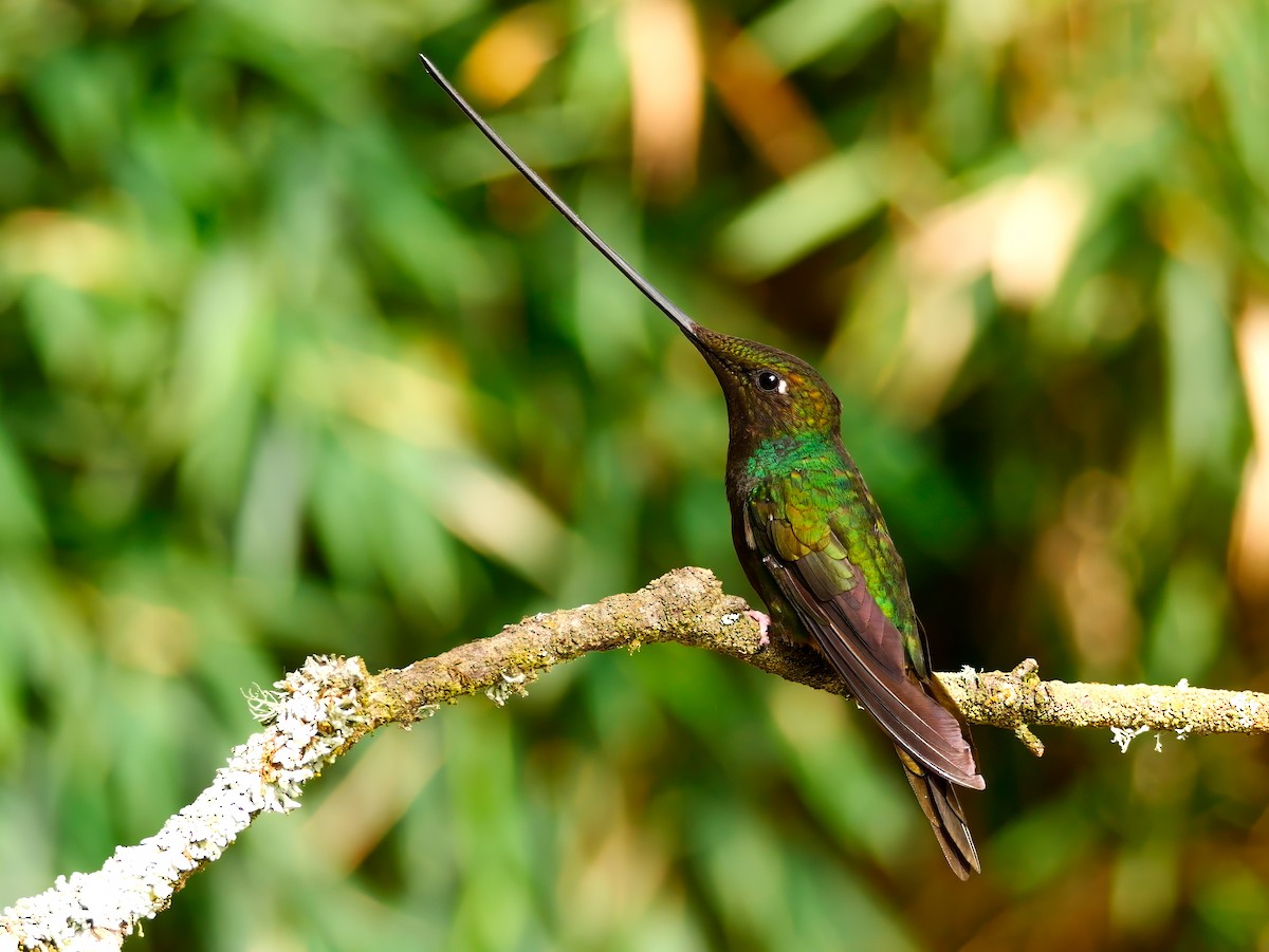 Sword-billed Hummingbird - Mike Melton